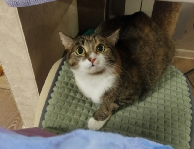 Давайте по котикам, которые с нами на самоизоляции