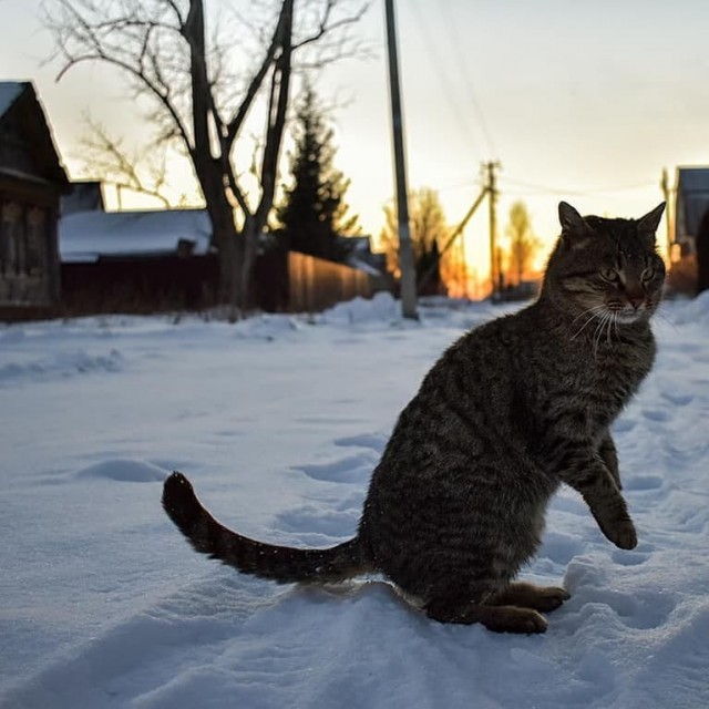 Деревенские котейки