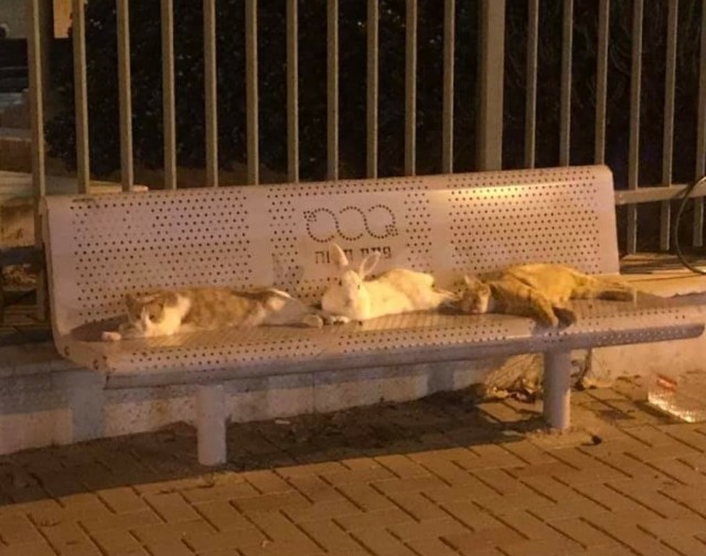 Забавные животные