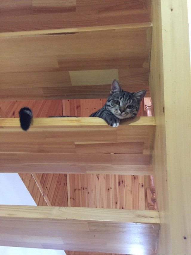 Котовторник
