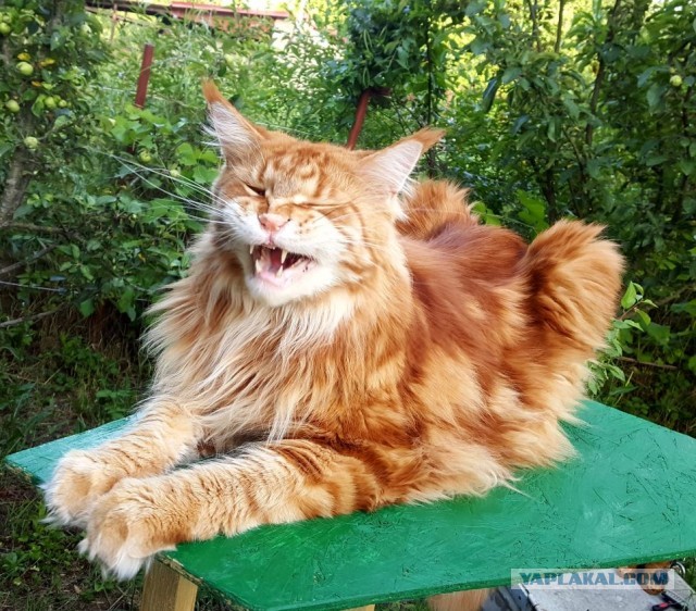 Смешные коты 25.08.20
