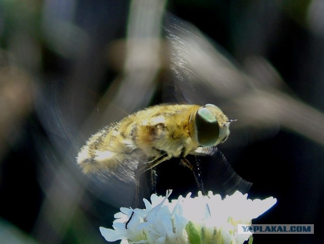 Лучше работы макросъемки Close-Up Photography Awards-2020