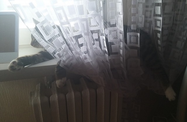 Моя красотка