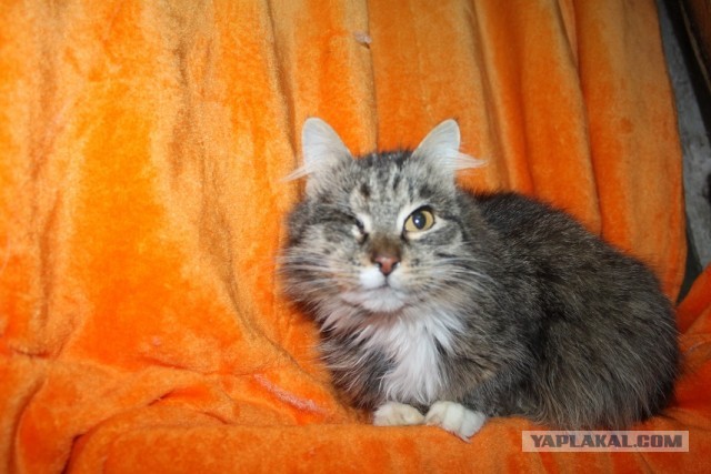 Жизнь домашнего приюта "Котоленд" 267