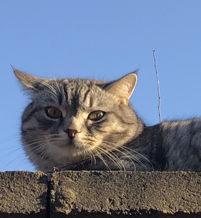 Даешь котовторник!