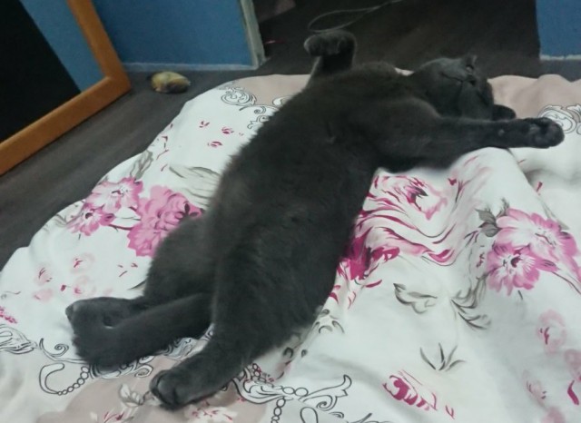 Котовторник 14.09.2021