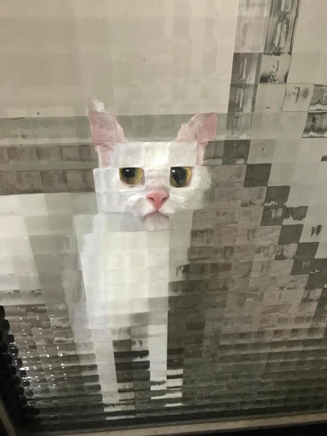 Забавные и милые котейки