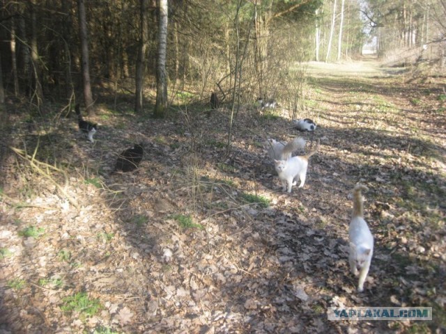 Жизнь домашнего приюта для котеек 387