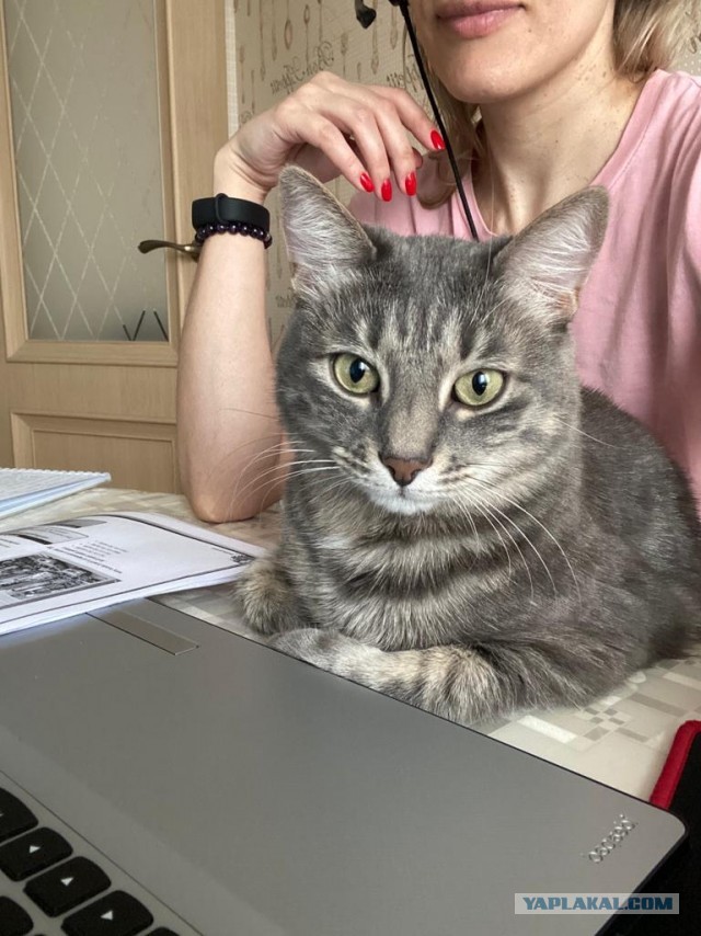 А это мой котан к котовторнику