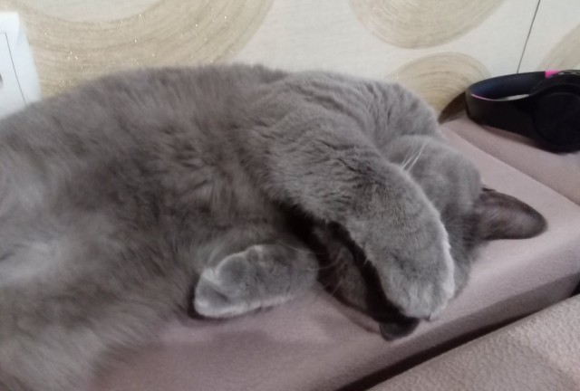 Котовторник 07.06.2022