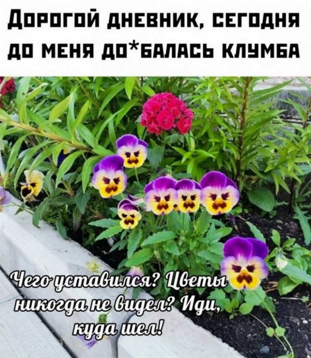 Картинки и мемы для настроения. Выходные рядышком...
