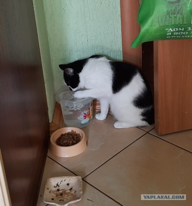 Знакомьтесь, Грргалгрр
