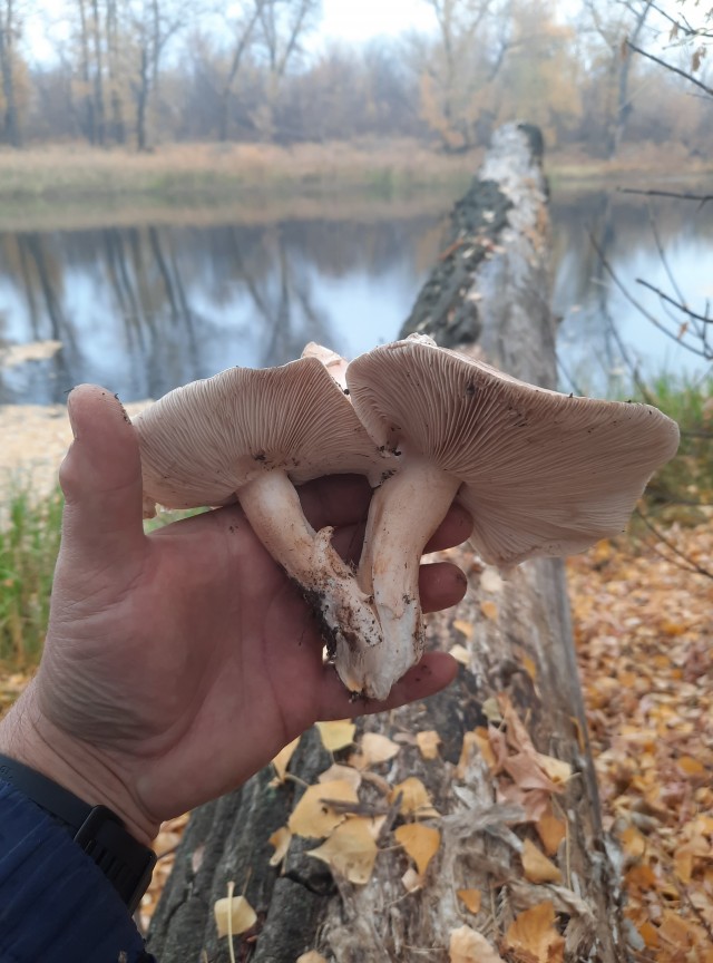 Лесной пейзаж