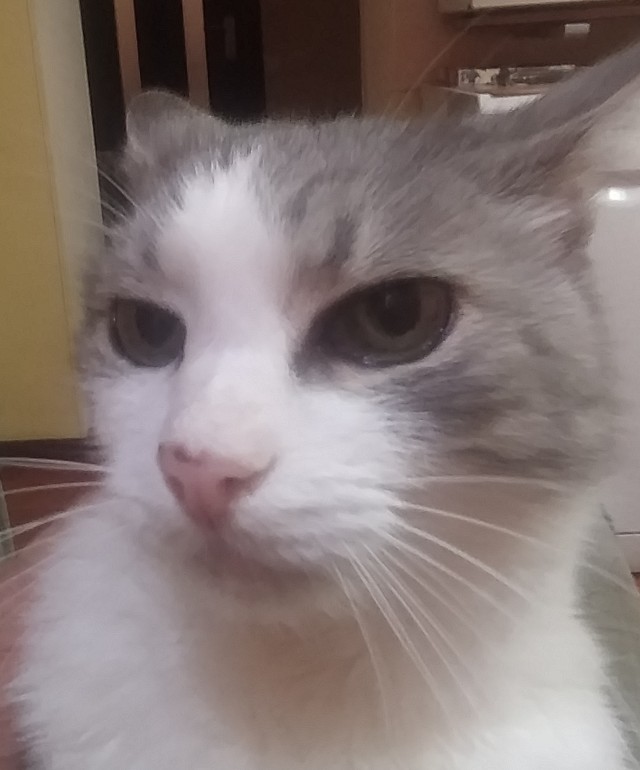 Уличный котей - 1, домашний котей +1