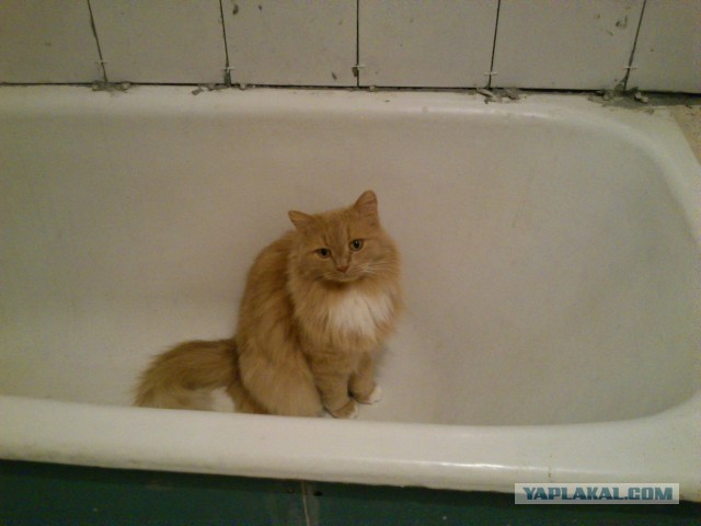 Ремонт в санузле