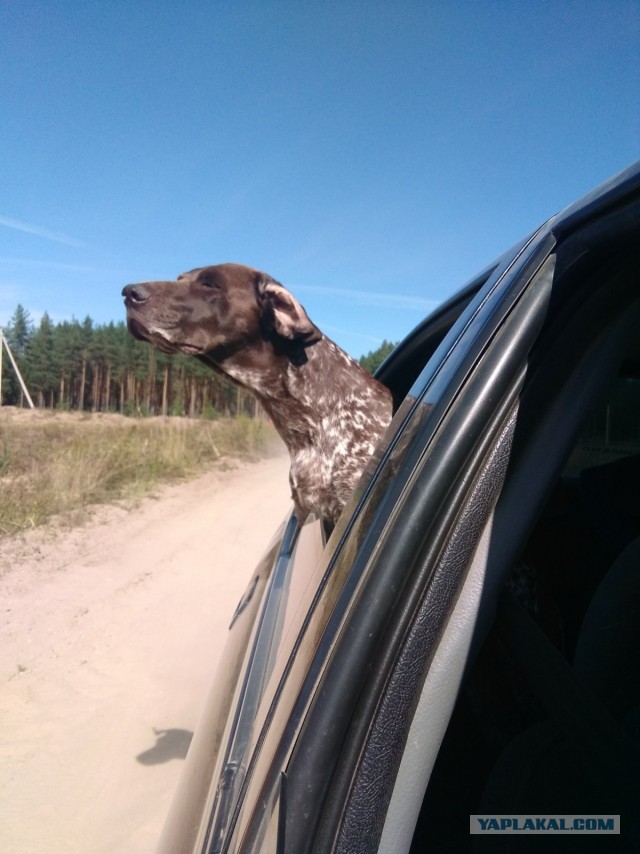 Собакам Япа