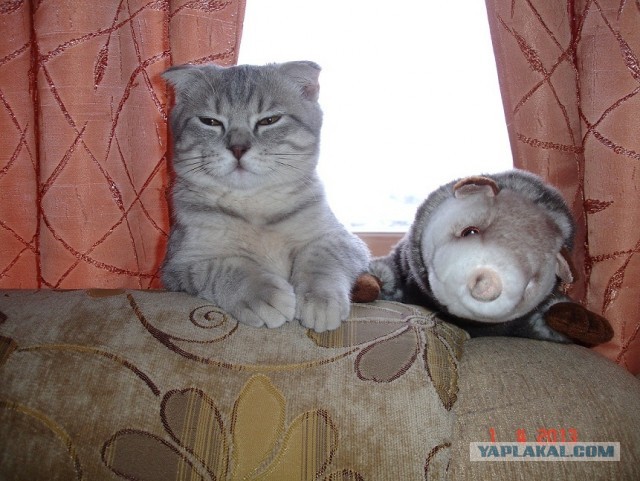 Котовторник 16.04.2013