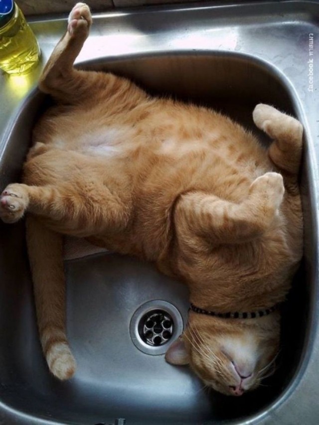 Позы для сна у кошек - что они означают?