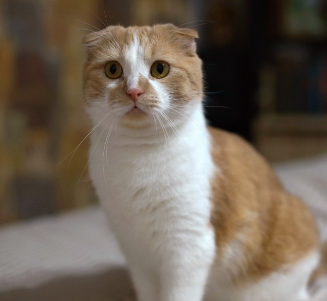 Котовторник 7.11.23