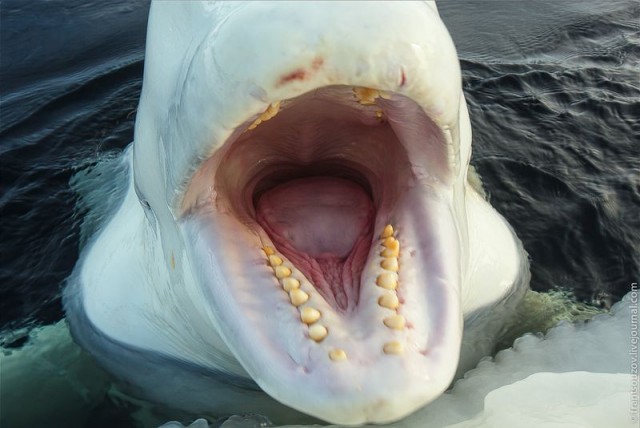 Как мы кормили белуху