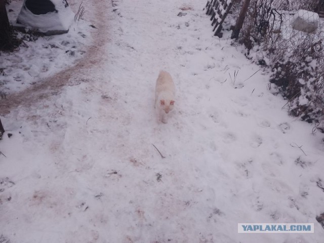 Жизнь домашнего приюта для котеек 473