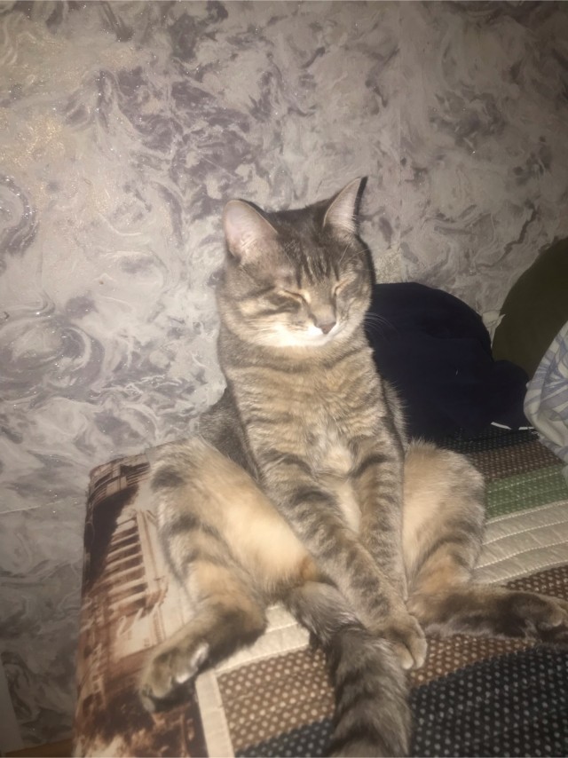 Котаны мои