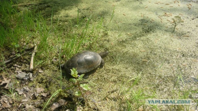 Черепахен...конец приключения.