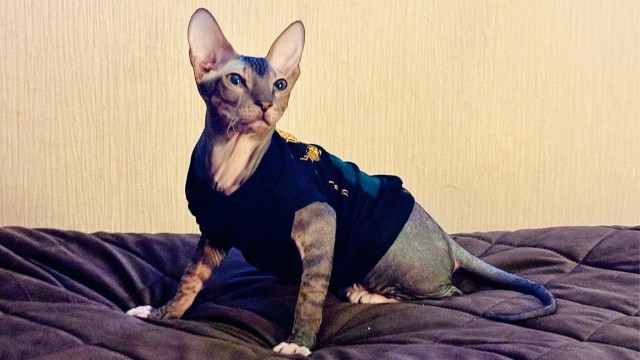 У кого как, а у меня котосуббота