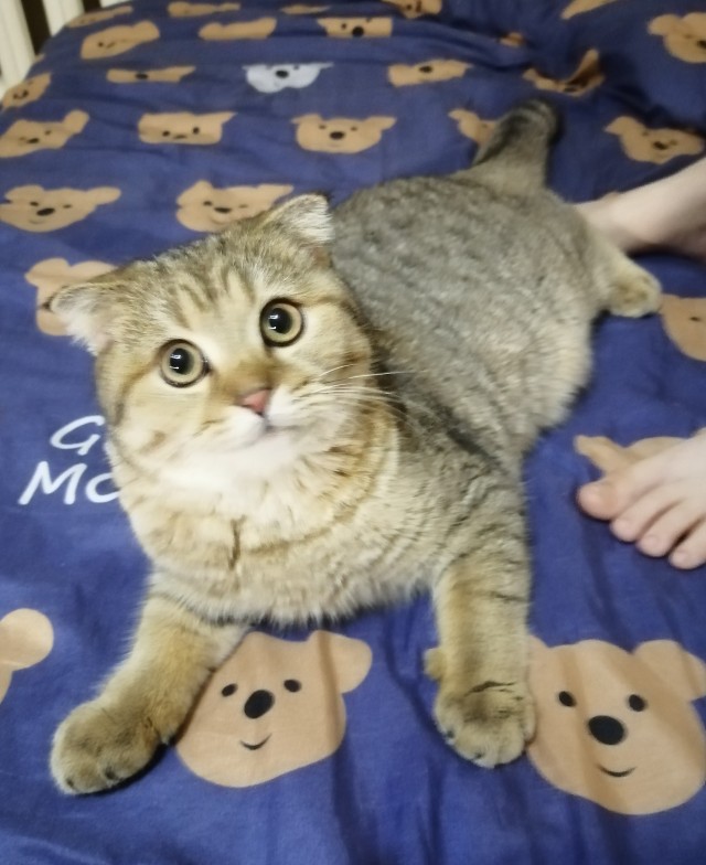 Всех с котовторником