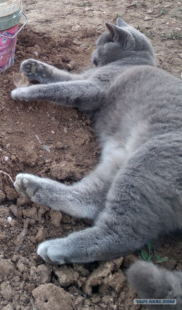 К котовторнику. Пришел жить