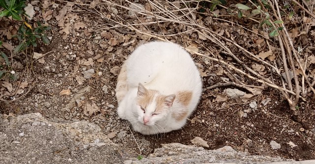Южных котиков вам на радость