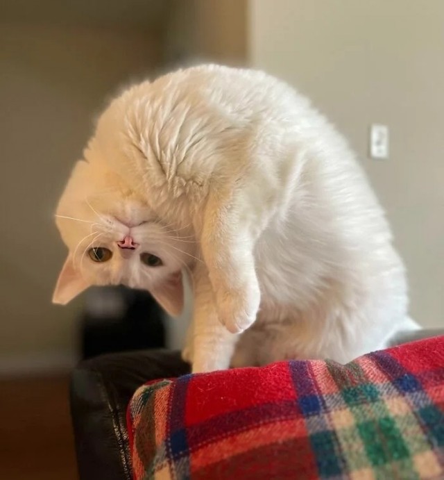 Котовторник в картинках