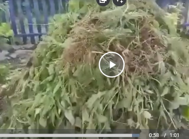 Как правильно окучивать картоху
