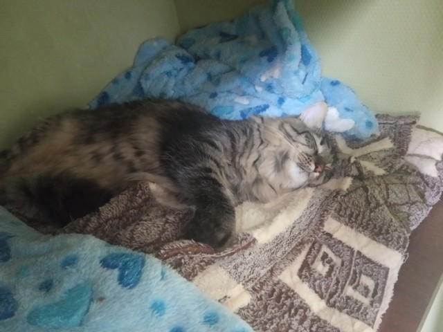 Котовторник 05/11/2024