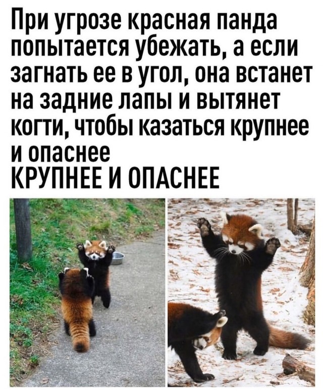 Быстрая деградация