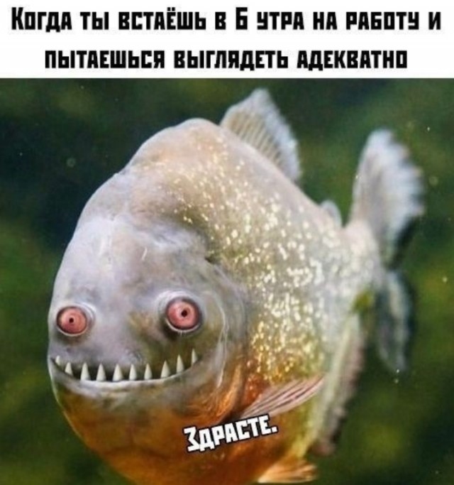Веселые картинки в понедельник (11.11)