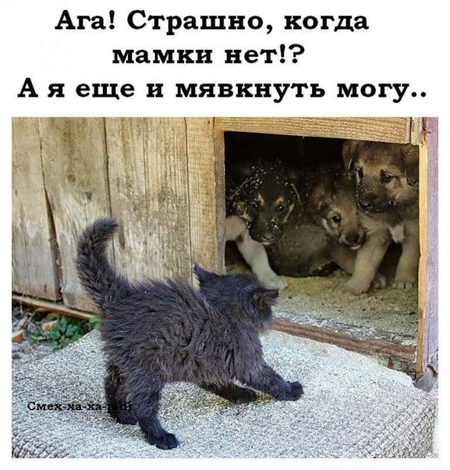 Что-то много грустного стало на Япе, может улыбнет?