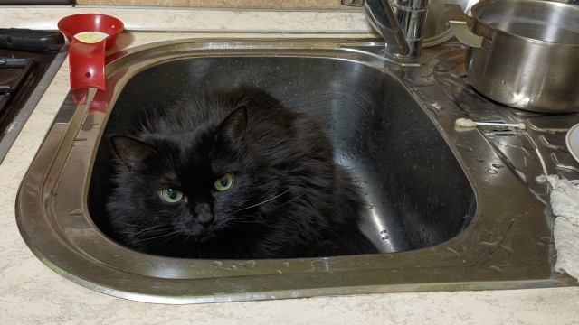 Сегодня котовторник