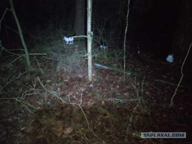 Жизнь домашнего приюта для котеек 530
