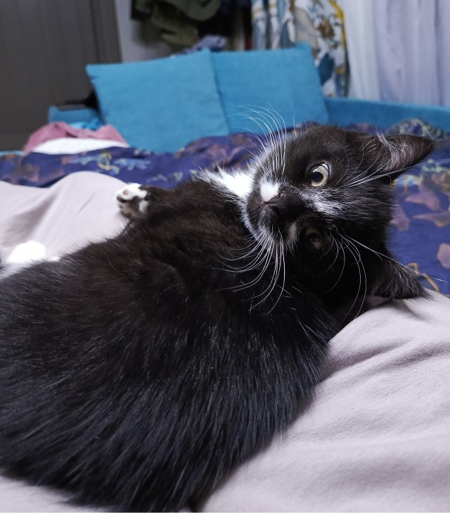 Мой кот