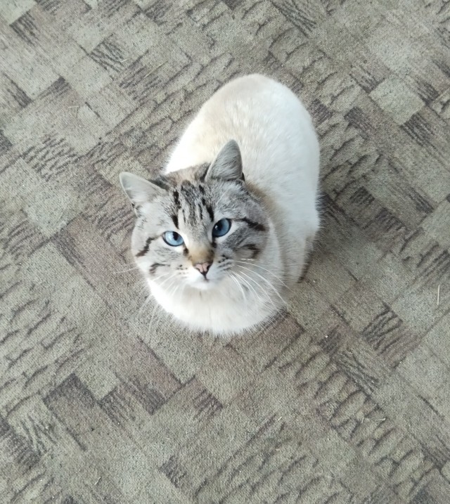 Нефотогеничный кот