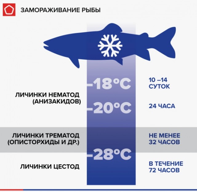 Муксун: в чем ценность северной рыбы, какое влияние на окружающую среду и какая она на вкус