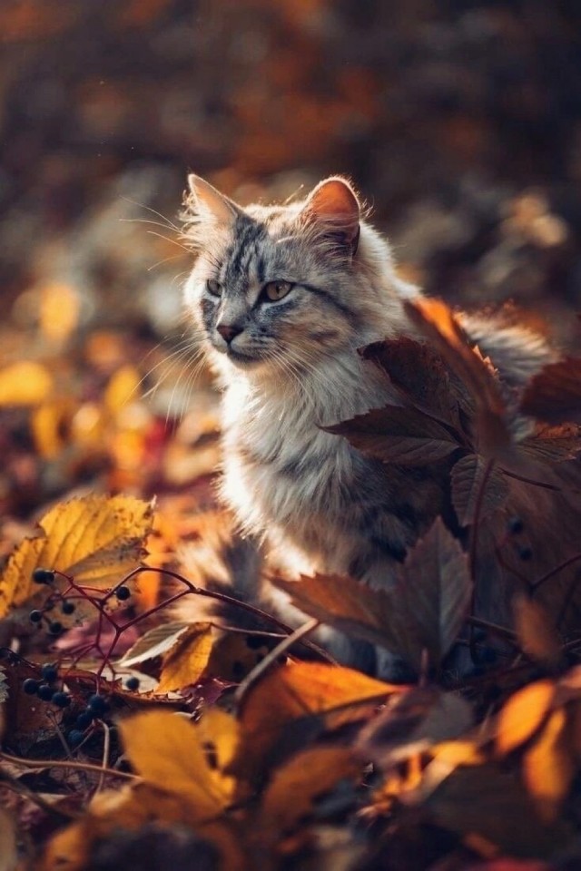 Осенний кот