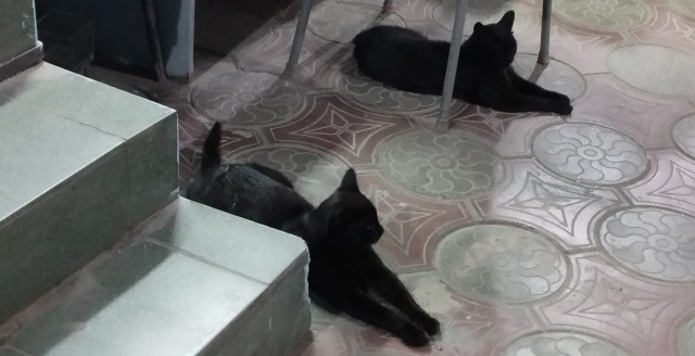Производственный кот