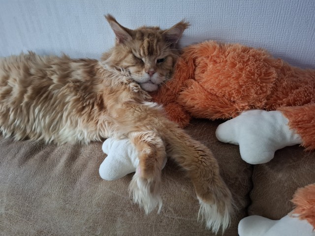 Кошачьи звезды вэбкама