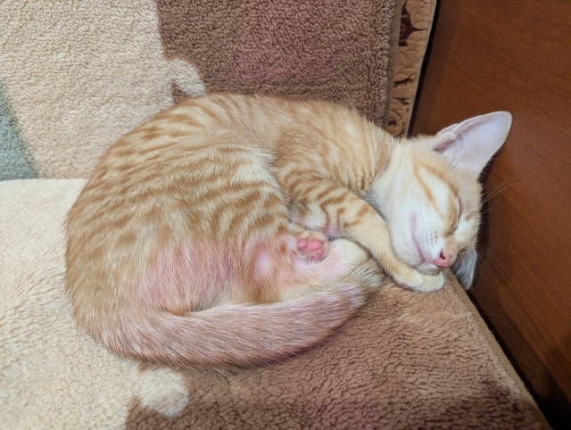 Котовторник же!