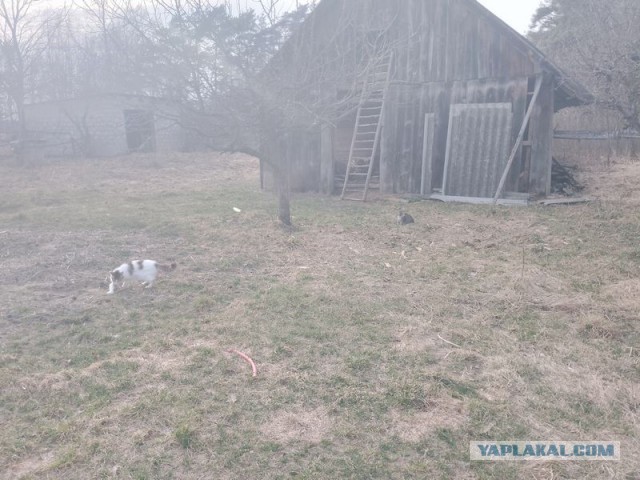 Жизнь домашнего приюта для котеек 575