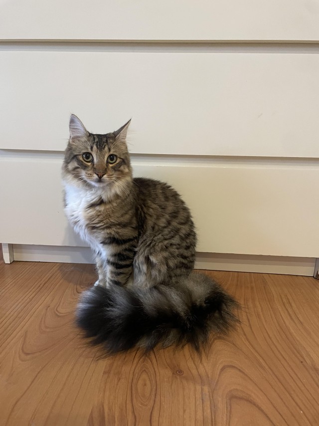 Раз, два, три... (котовторник)