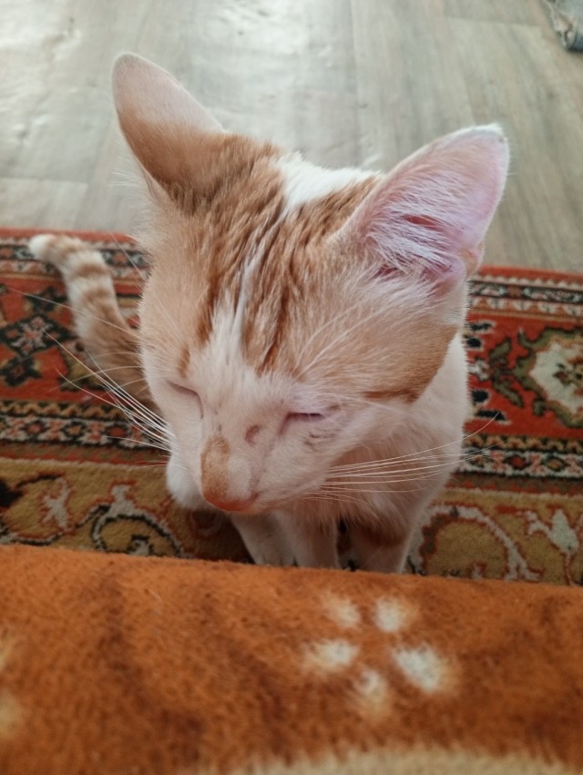 Котег.
