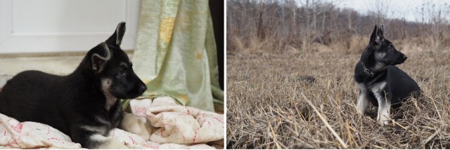 Вдруг кто захочет немецкого\восточноевропейского овчара завести.